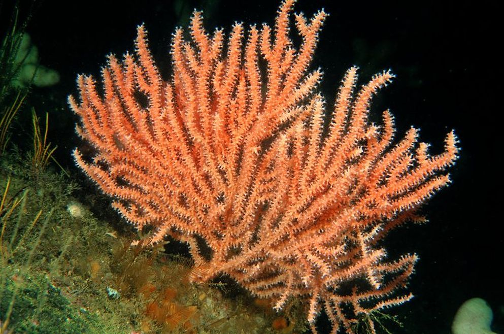 A pink sea fan photographed underwater