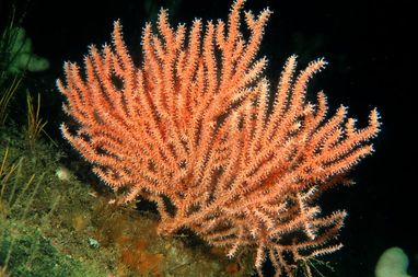 A pink sea fan photographed underwater