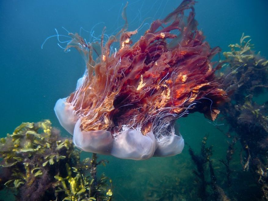 A large, reddish-brown, almost purple, lion's mane jellyfish with long, flowing tentacles and oral arms swimming in blue-green water surrounded by kelp.