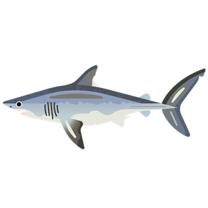 Porbeagle