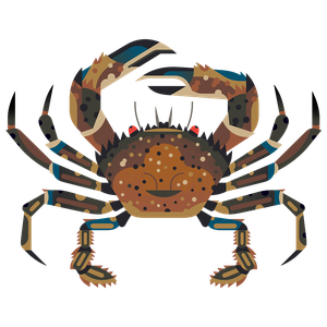 Velvet swimming crab