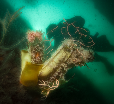 Pale yellow egg sacks (mermaids purses) of nursehound eggs cling to fronds of seaweed. The water visibility is murky but a diver can be seen in the distance.