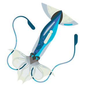 Japanese flying squid