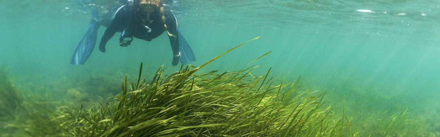 A snorkeler swims over a seagrass meadow in Bembridge, Isle of Wight