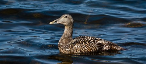 A female eider duck in brown flecked plumage. Looking not dissimilar to a female mallard but with a longer beak, the females are plain compared to the black and white male.