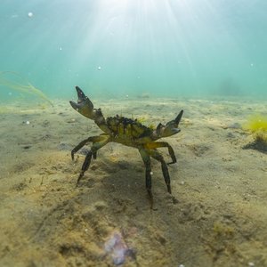 A shore crab stands on a sandy seabed with its claws raised protectively. It is drawing itself up to its full height and width.