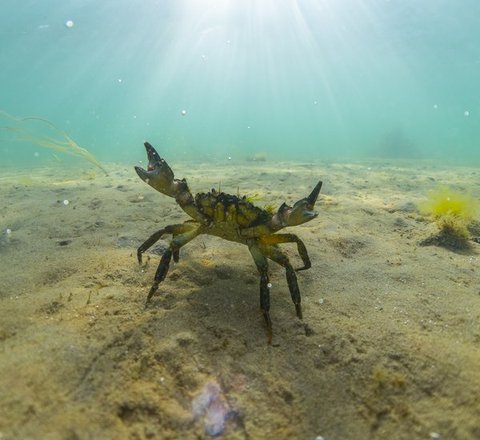 A shore crab stands on a sandy seabed with its claws raised protectively. It is drawing itself up to its full height and width.
