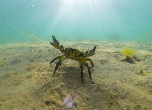 A shore crab stands on a sandy seabed with its claws raised protectively. It is drawing itself up to its full height and width.