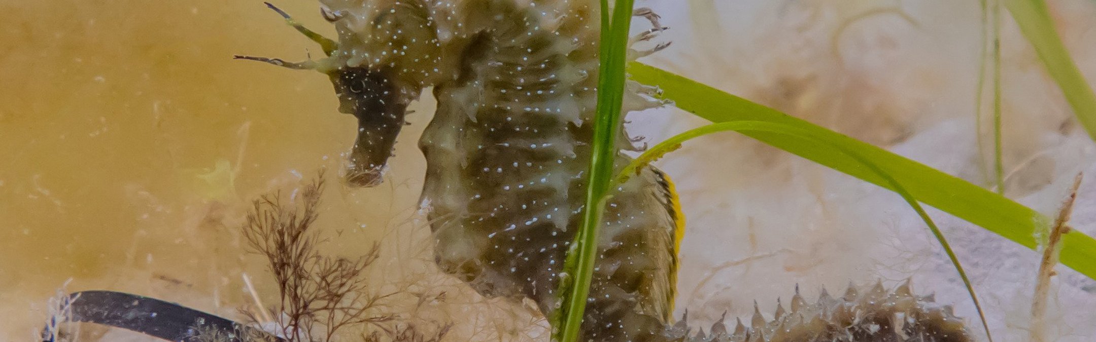 Spiny seahorse (long-snouted)