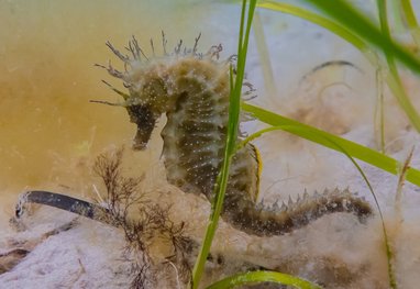A yellow/brown spiny seahorse swims around a few fronds of seagrass just above a sandy seabed. Like it's 'spiny' name, it has spines along its head and back.