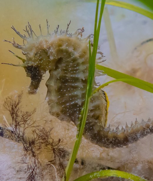 Spiny seahorse (long-snouted)