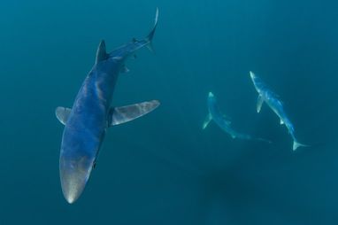 3 blue sharks swimming. The photo is taken from above them. The shark to the left is closest to the camera, wheras the 2 other blue sharks are further away. The background is a dark azure blue.