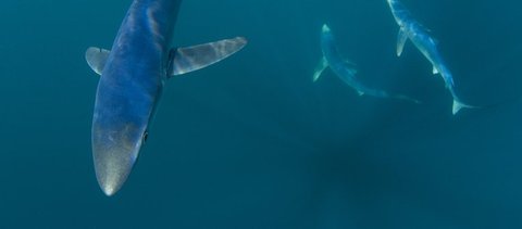 3 blue sharks swimming. The photo is taken from above them. The shark to the left is closest to the camera, wheras the 2 other blue sharks are further away. The background is a dark azure blue.