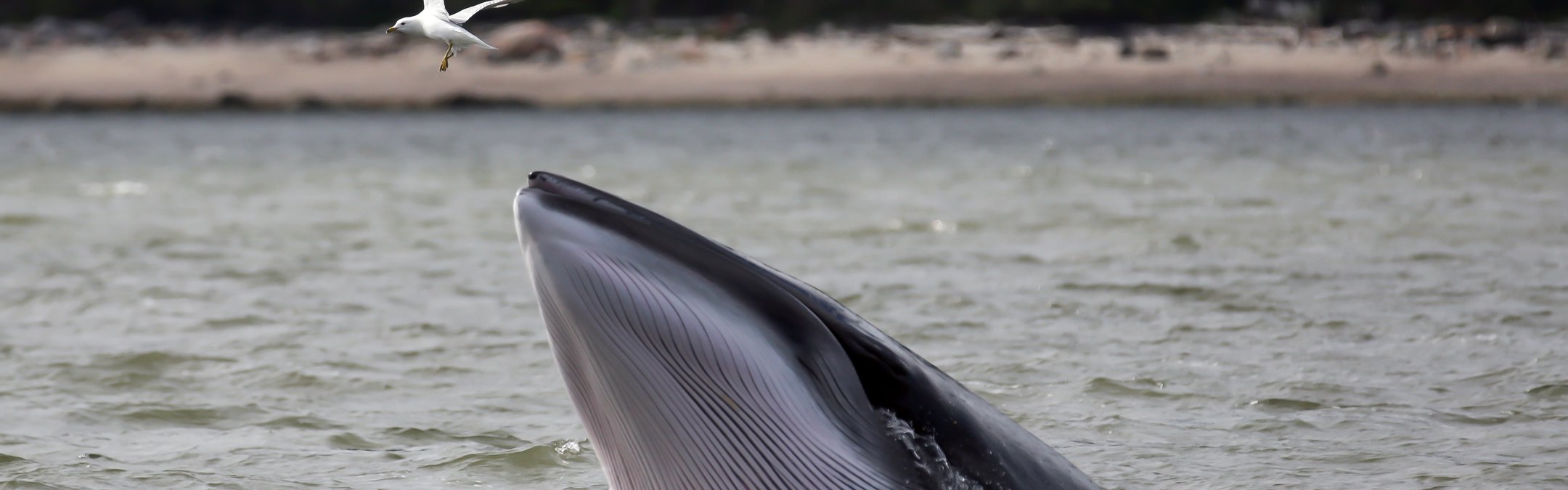Northern (common) minke whale