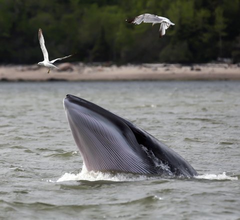 A beautiful, elusive minke whale raises its mouth out of the water while two gulls fly close. The top of its head is grey while the underside of its mouth is ridged pearlescent white with grey ridges. A sandy shore fringed with trees is in the background