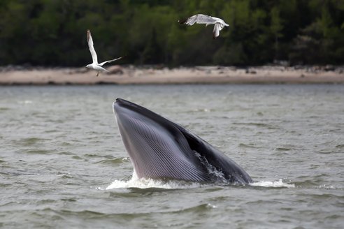 A beautiful, elusive minke whale raises its mouth out of the water while two gulls fly close. The top of its head is grey while the underside of its mouth is ridged pearlescent white with grey ridges. A sandy shore fringed with trees is in the background