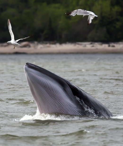 Northern (common) minke whale