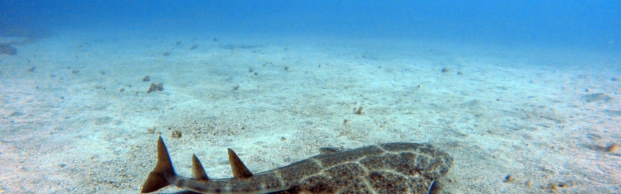 Angel shark
