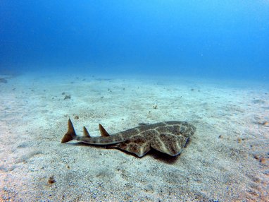 An angel shark swimming on the seabed in Tenerife, Spain. The shark is a mottled brown and looks like a cross between a ray and a shark, with wide pectoral and pelvic fins, yet a long shark-like tail. The seabed is clear and sandy, the sea is bright blue.