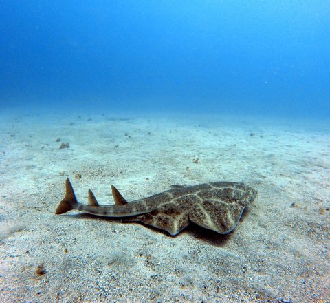 An angel shark swimming on the seabed in Tenerife, Spain. The shark is a mottled brown and looks like a cross between a ray and a shark, with wide pectoral and pelvic fins, yet a long shark-like tail. The seabed is clear and sandy, the sea is bright blue.