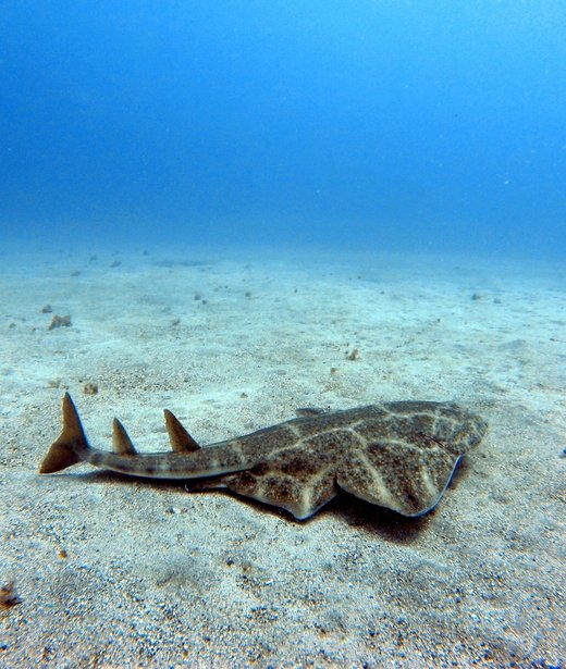 Angel shark