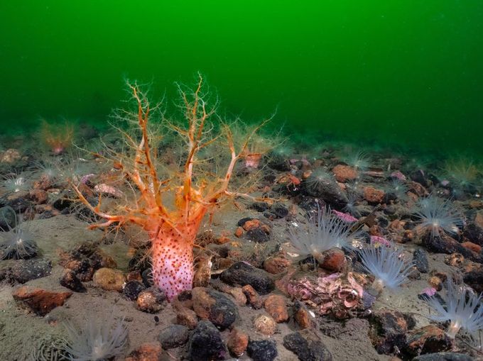 An orange sea cucumber on the seabed surrounded by rocks. The water is a deep green, further exemplifying the bright colouring of the sea cucumber.