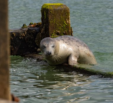 A harbour seal lifts itself out of the water on an old wooden/harbour structure. It has a smooth dog-like face with its eyes closed, a short nose and whiskers.