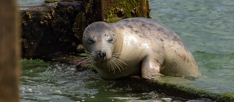 A harbour seal lifts itself out of the water on an old wooden/harbour structure. It has a smooth dog-like face with its eyes closed, a short nose and whiskers.