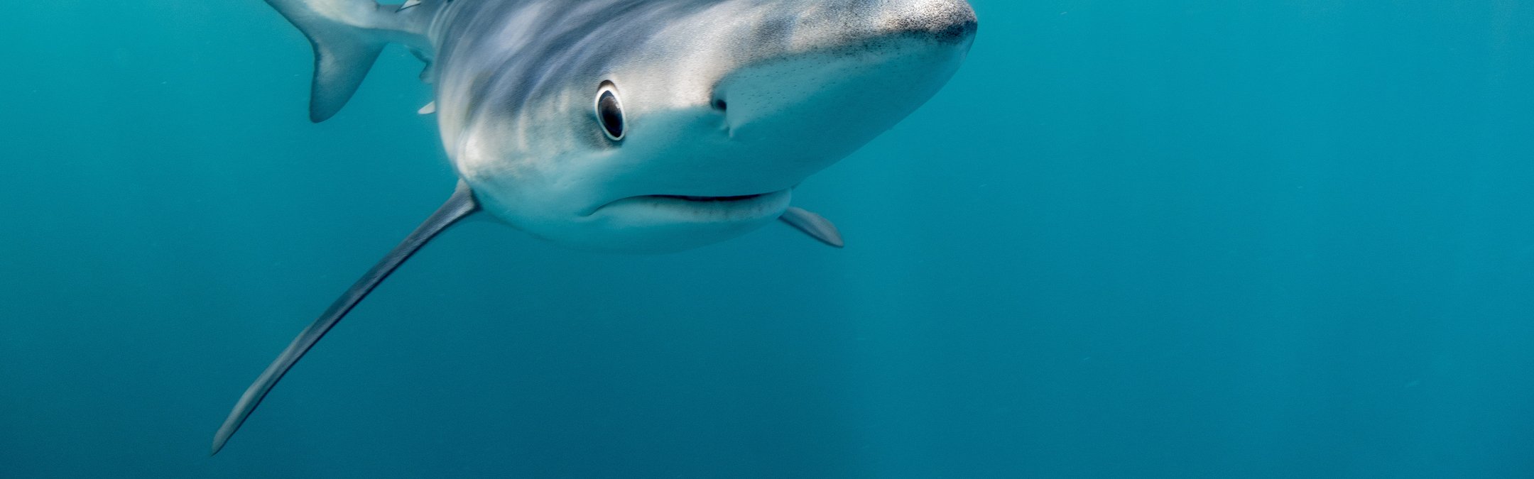 Blue shark