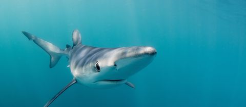 Blue Shark
