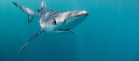 A blue shark seen off Penzance in open water, although it doesn't appear to be deep due to sunlight filtering through. Taken face-on, you can see the sharks sleek, torpedo-shaped body and the water is a clear crystal teal.