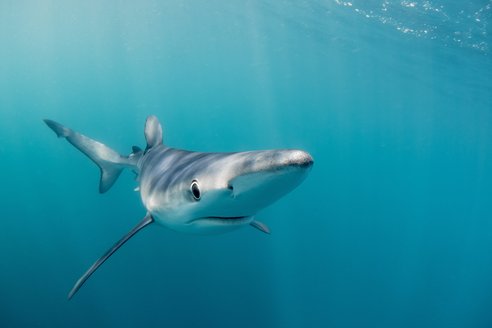 A blue shark seen off Penzance in open water, although it doesn't appear to be deep due to sunlight filtering through. Taken face-on, you can see the sharks sleek, torpedo-shaped body and the water is a clear crystal teal.
