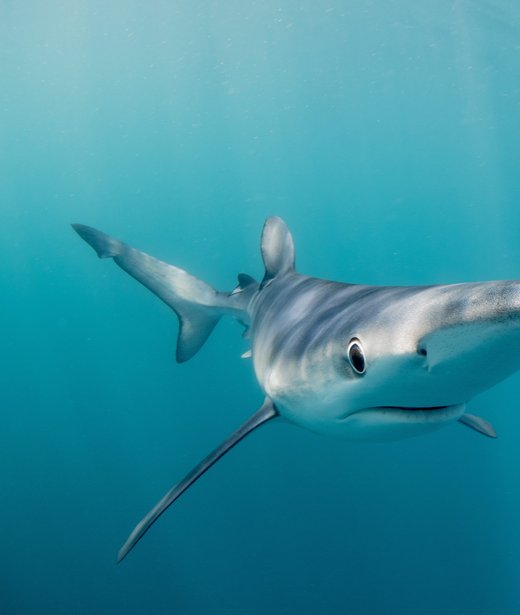 Blue shark