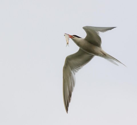 An Arctic tern in flight carrying a small fish in its beak shown from below. Its sleek pointed wings and tail streamers can be clearly seen with a backdrop of a white sky. You can see the white body and the red beak and black head.