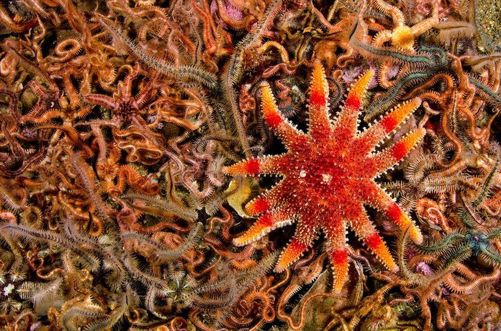 A bright orange sunstar starfish with 10 legs. Its legs have a darker orange band around and are tipped yellow at the end - hence its 'sun' name.