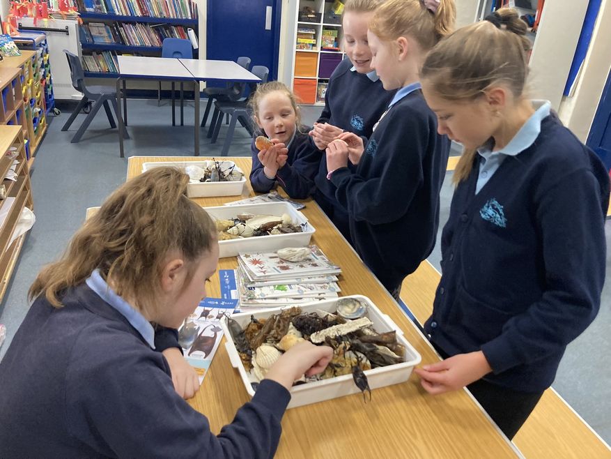 A group of school children in a classroom taking part in the Natur Am Byth project by looking at objects in a white tray