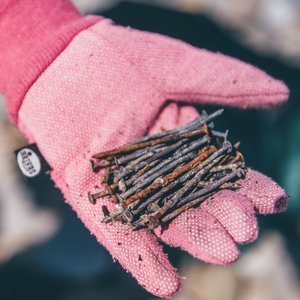 A close up of a pink gloved hand with a collection of rusty nails found on a beach