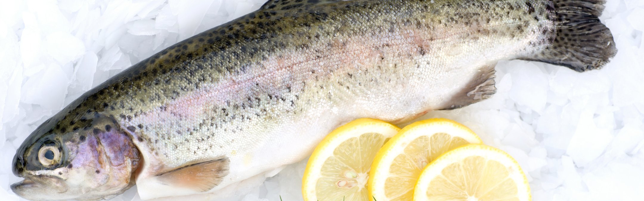 A brown trout is laid on a bed of ice, with two lemon slices next to it and some green foliage