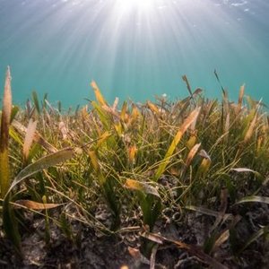 A seagrass bed with sunlight filtering through the water.