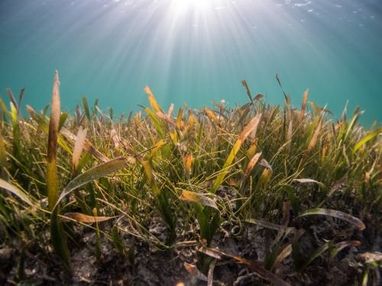 A seagrass bed with sunlight filtering through the water.