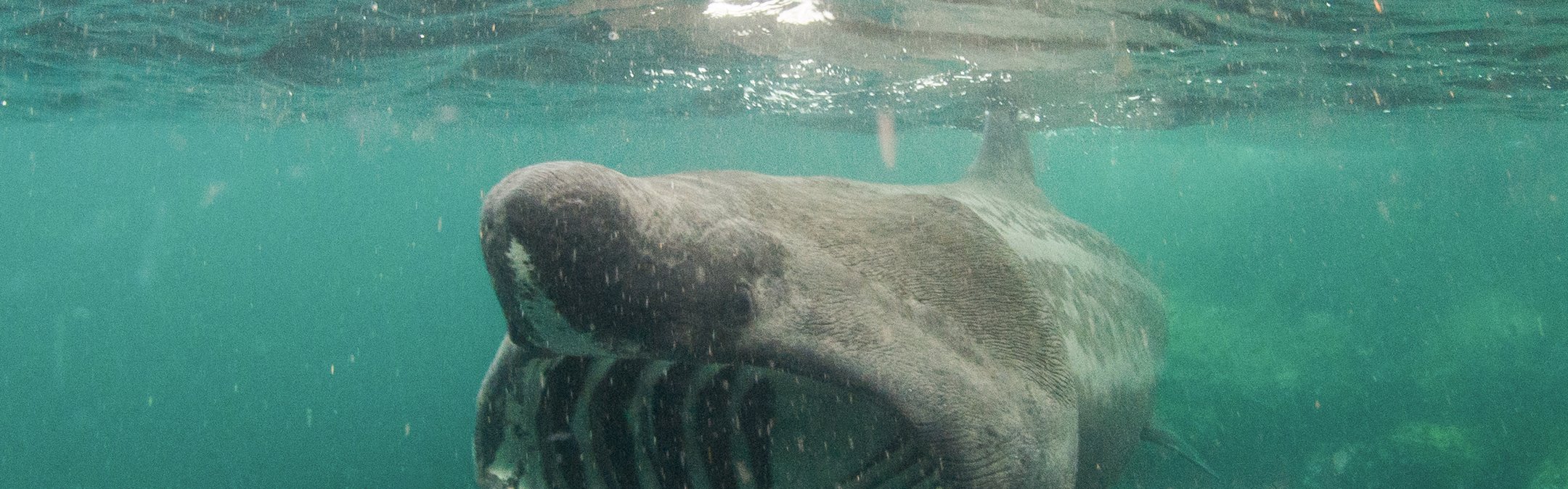 A basking shark swims facing face-on slightly off centre from the camera. As a filter feeder, its mouth is wide open showing its white gill rakers clearly against the dark of its mouth. The water is teal and looks like plankton is floating.