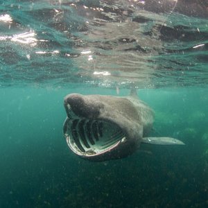 A basking shark swims facing face-on slightly off centre from the camera. As a filter feeder, its mouth is wide open showing its white gill rakers clearly against the dark of its mouth. The water is teal and looks like plankton is floating.