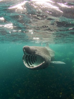 A basking shark swims facing face-on slightly off centre from the camera. As a filter feeder, its mouth is wide open showing its white gill rakers clearly against the dark of its mouth. The water is teal and looks like plankton is floating.
