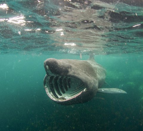 A basking shark swims facing face-on slightly off centre from the camera. As a filter feeder, its mouth is wide open showing its white gill rakers clearly against the dark of its mouth. The water is teal and looks like plankton is floating.
