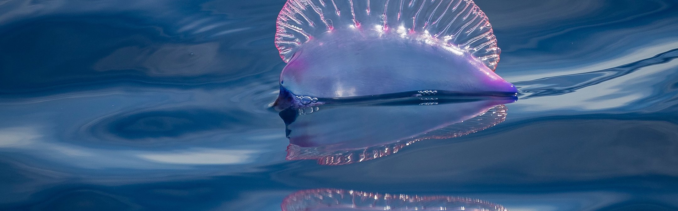 Portuguese man o' war