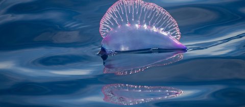 Portuguese man o' war