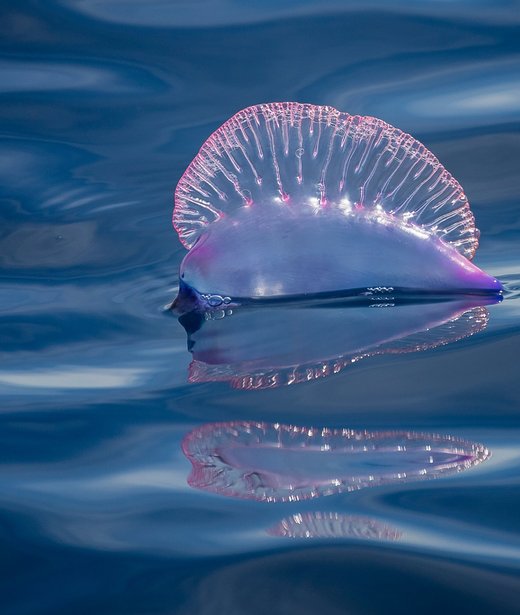 Portuguese man o' war