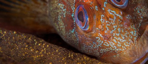 A colourful tompot blenny with green swirls across its orange face peeks out from its crevice. Its big eyes give it a characteristically surprised look.