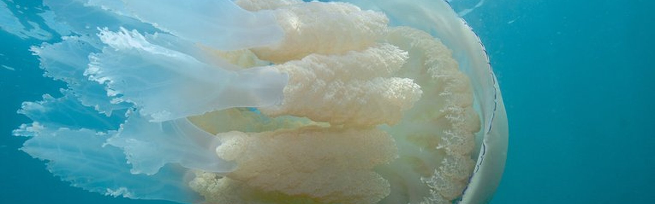 Barrel jellyfish