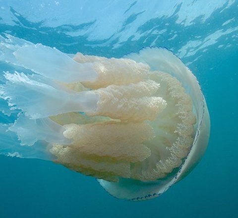 Barrel jellyfish